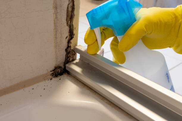 Best Crawl Space Mold Removal  in Willards, MD