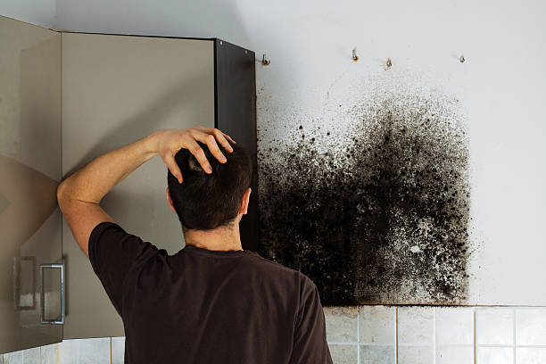 Best Office Mold Removal Services  in Willards, MD